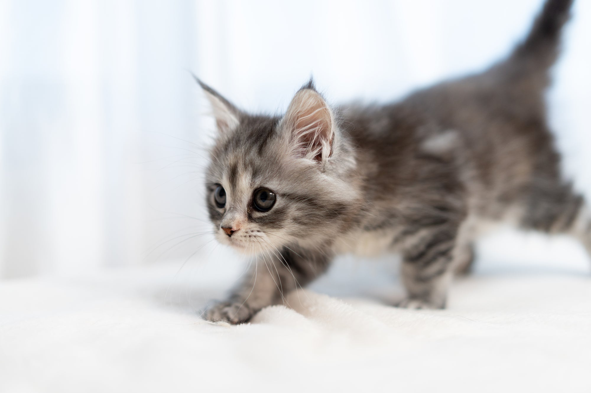 新しいペットを迎えるタイミングの考え方