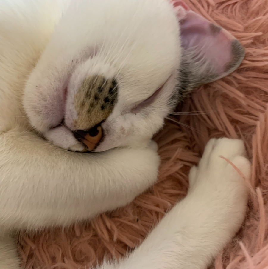 山田モカちゃん