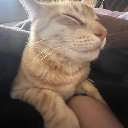 石田ラテちゃん