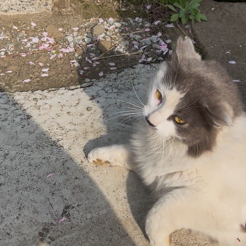 橋本キキちゃん