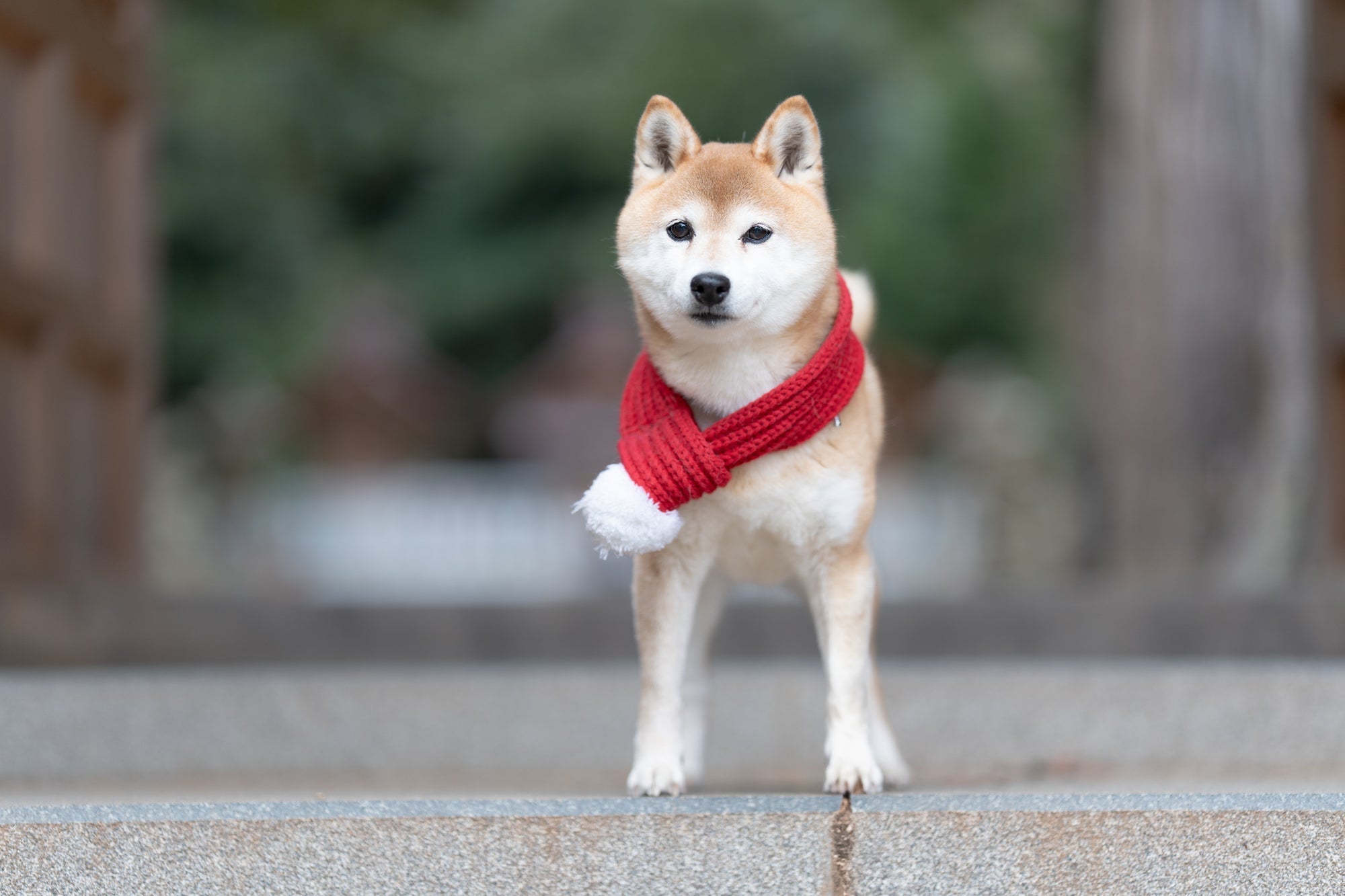 ペットと過ごした「何気ない日常」こそが、最高の宝物