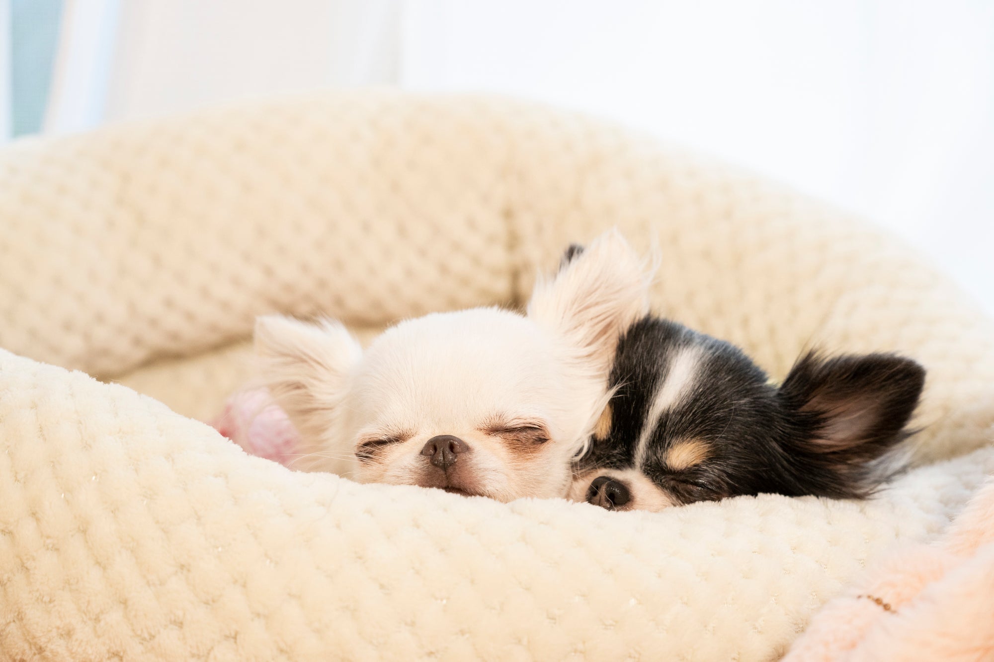 おやつの出るペットカメラ依存した犬がこちら…💦ひたすら待ち続けてます😂【ボーダーコリー・オーストラリアンシェパード】, image size:2000x1333