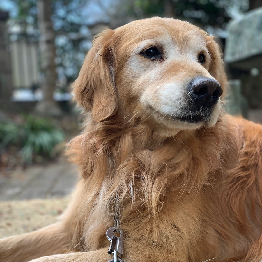 石川ソフィくん