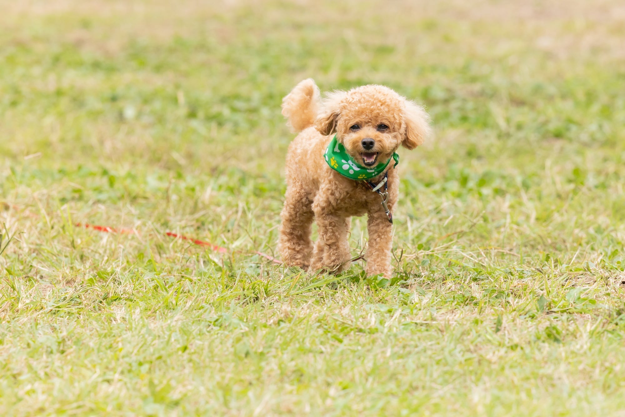 ペットを失った後に出てくる“罪悪感”の正体