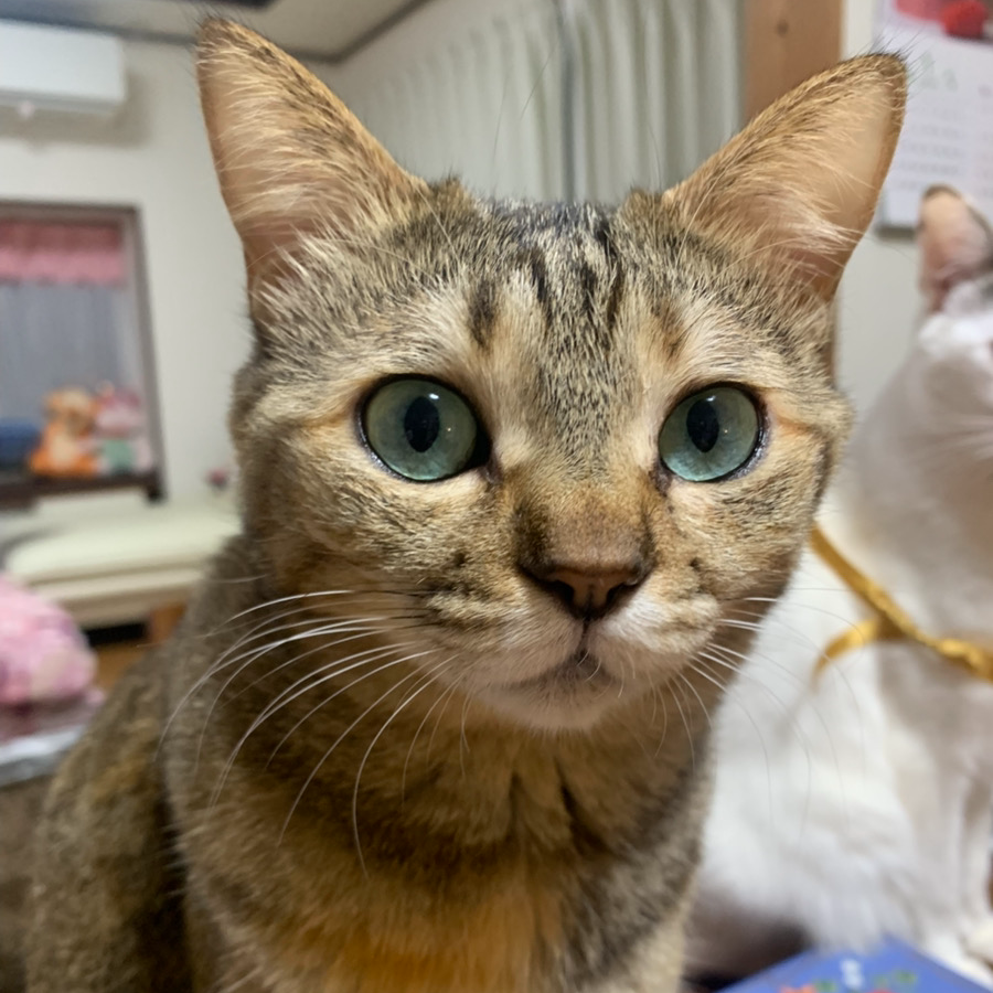 鈴木ミルクちゃん