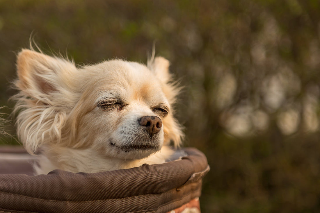 ペットの終活：老犬・老猫と暮らす準備