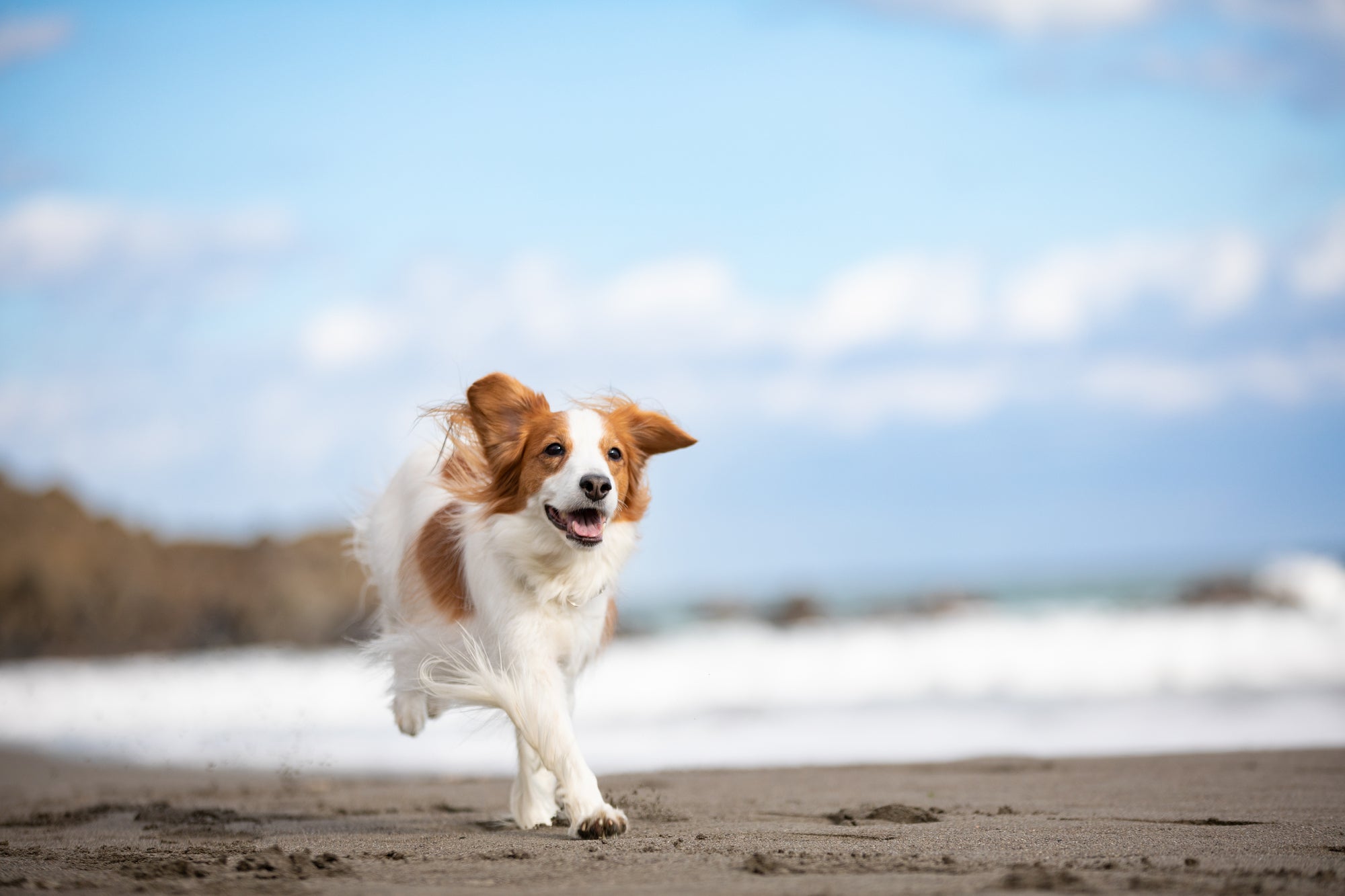 世界で広がるペット供養 ― 文化が違っても想いはひとつ