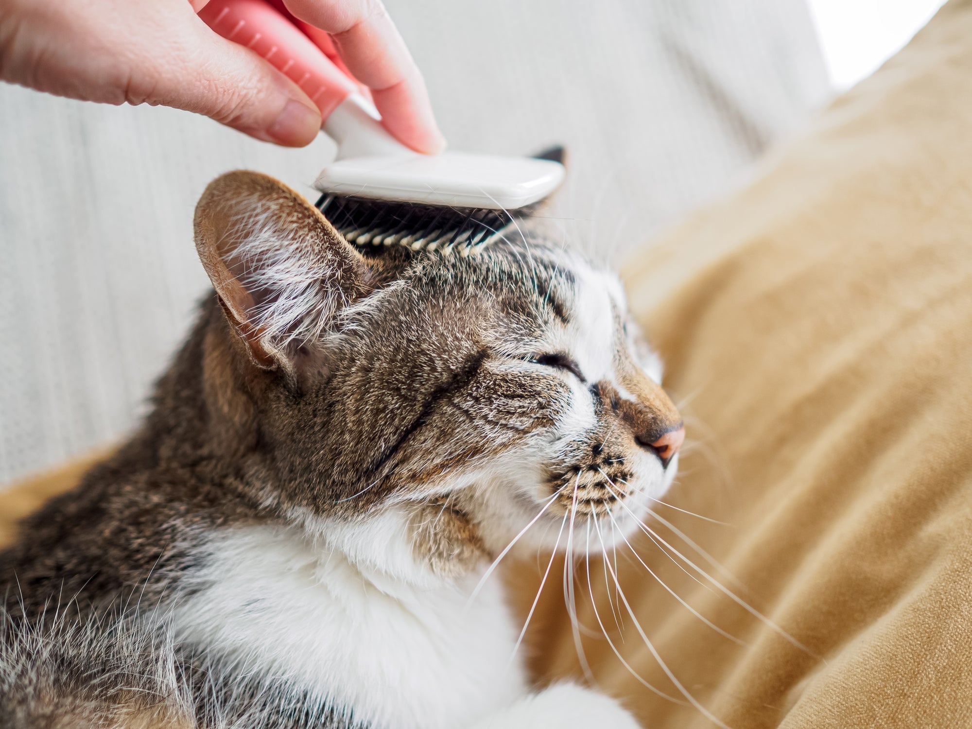 ペットロスとは ― 悲しみがこんなにも深い理由