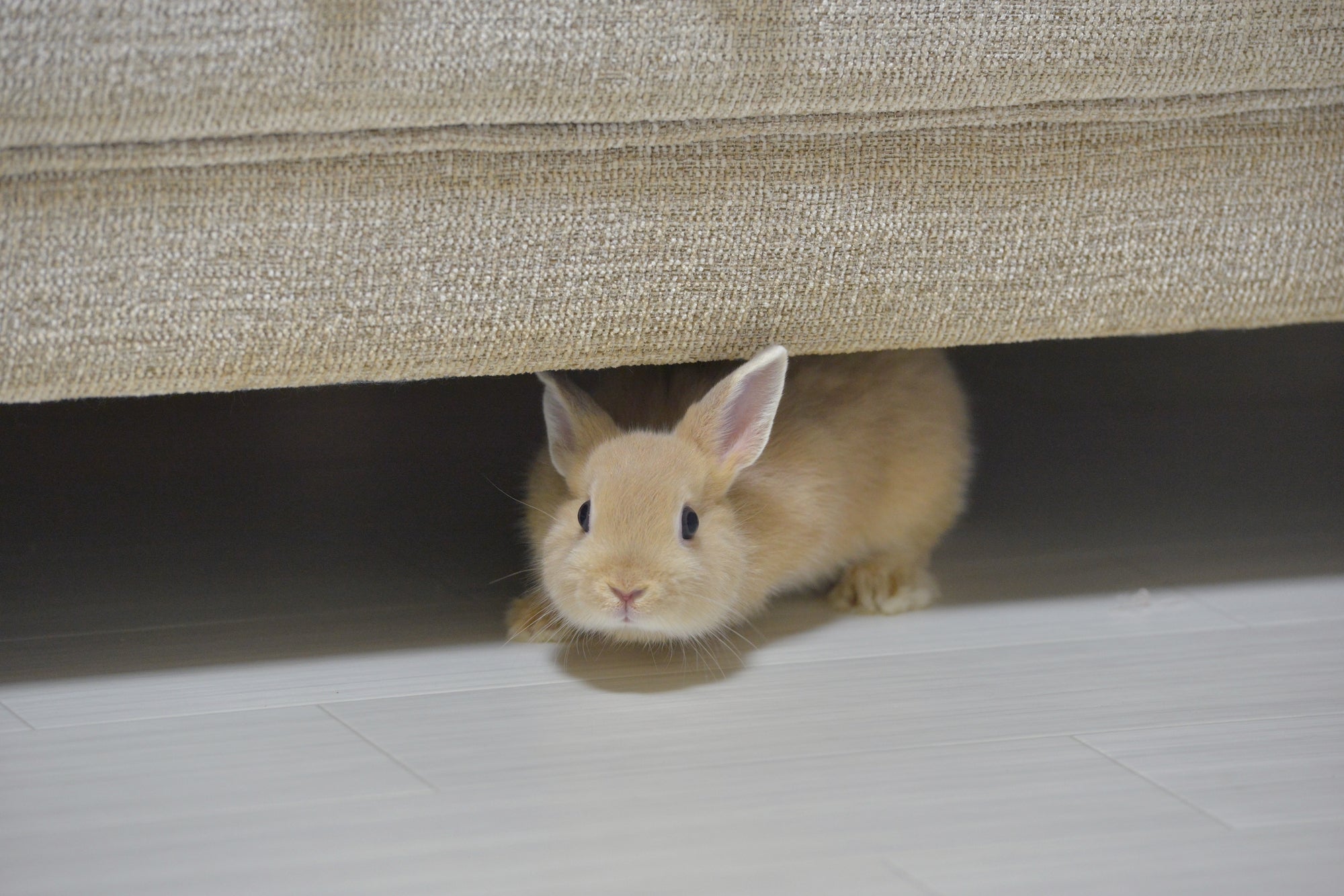 ペットロスと罪悪感 ― 優しすぎる心の正体