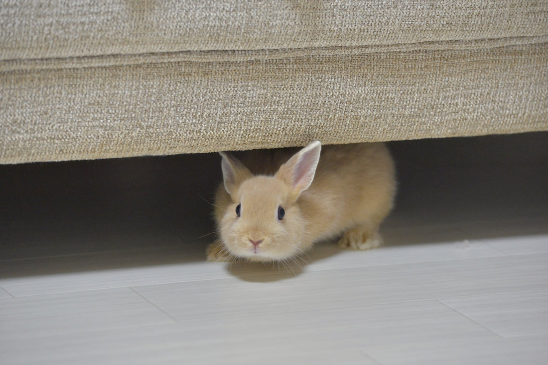 ペットロスと罪悪感 ― 優しすぎる心の正体