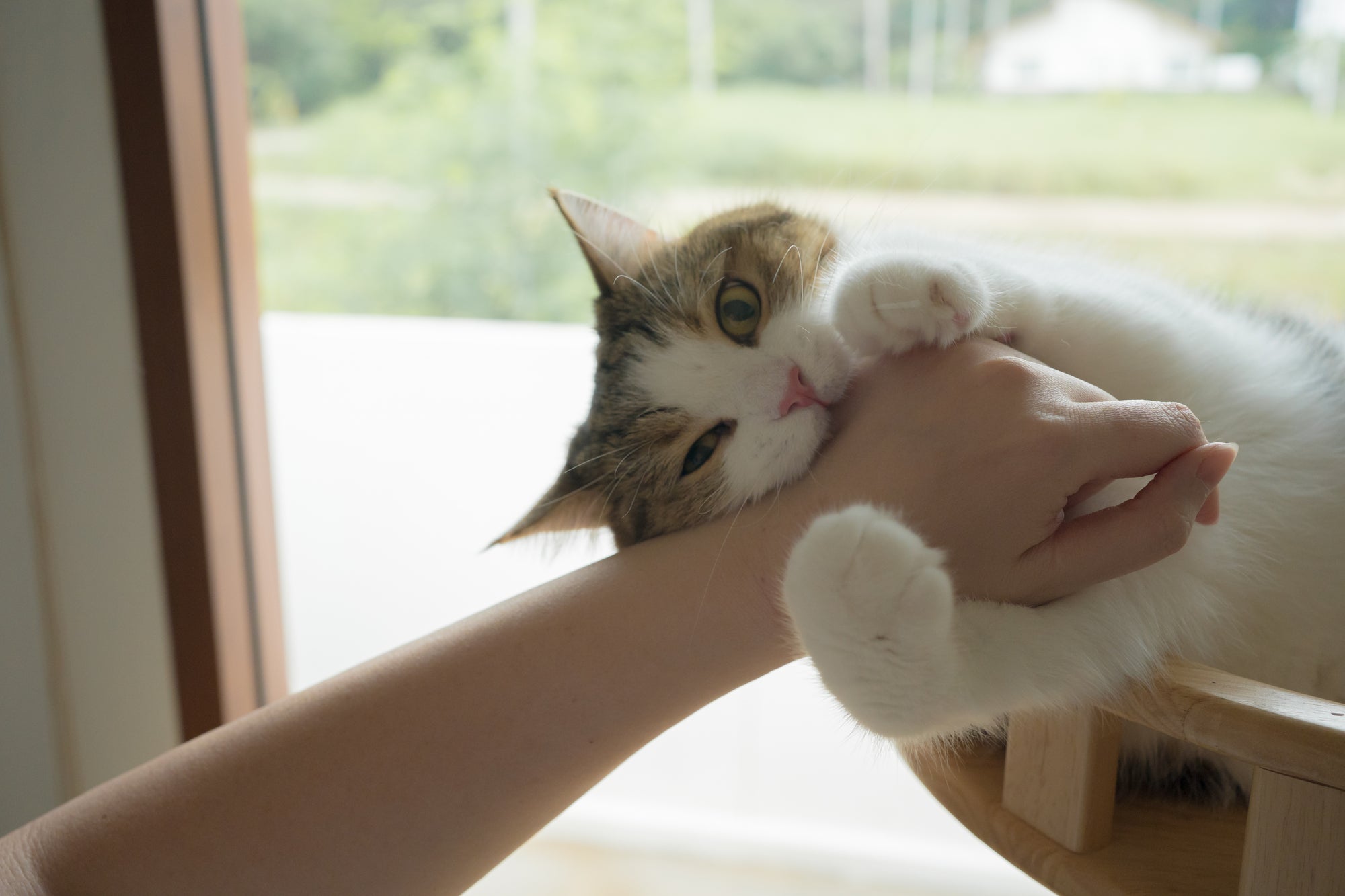 ペットを失ったあと、心に生まれる空白