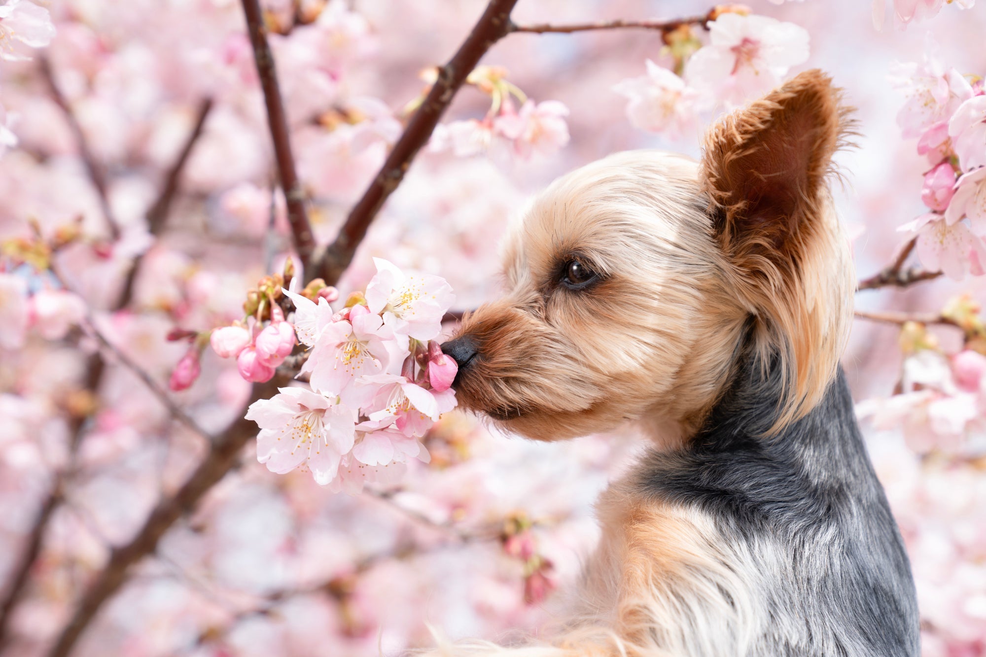 ペットを想う気持ちは弱さではない