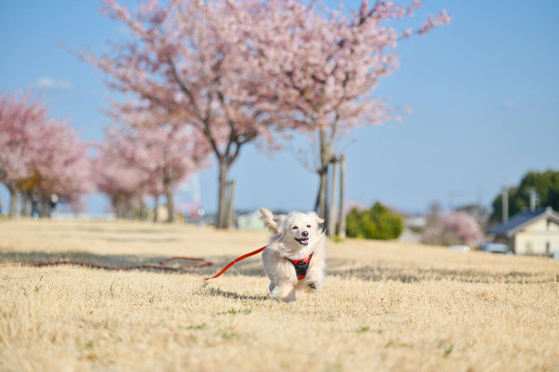 桜を見ると涙が出る理由
